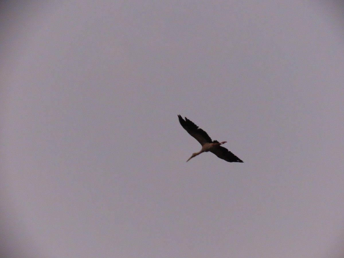 Asian Openbill - ML646846686