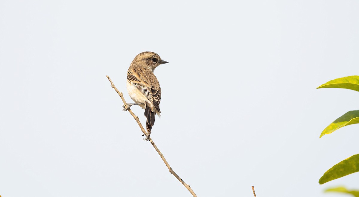 Siberian Stonechat - ML646846687