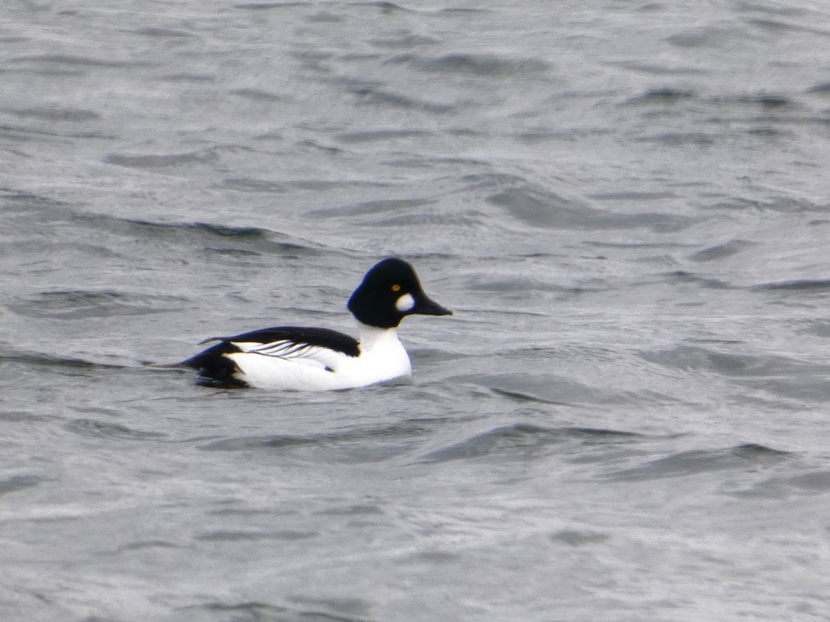 Гоголь зеленоголовий - ML646846688