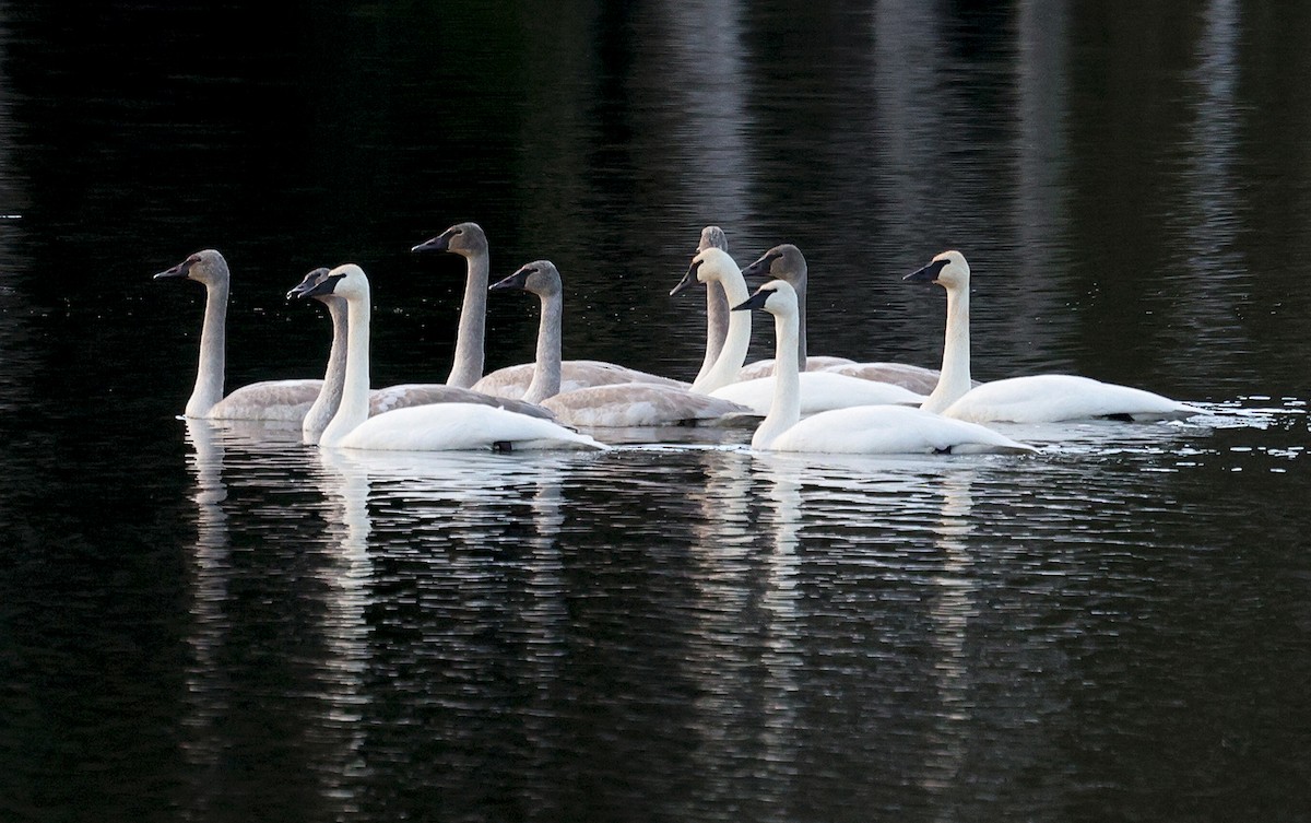 Trumpeter Swan - ML646846691