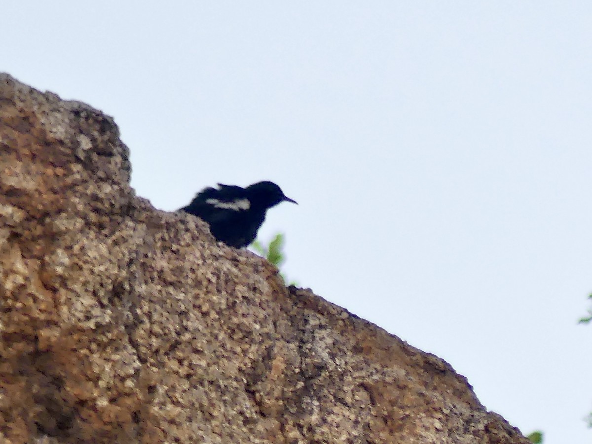 Mountain Chat - ML646846693