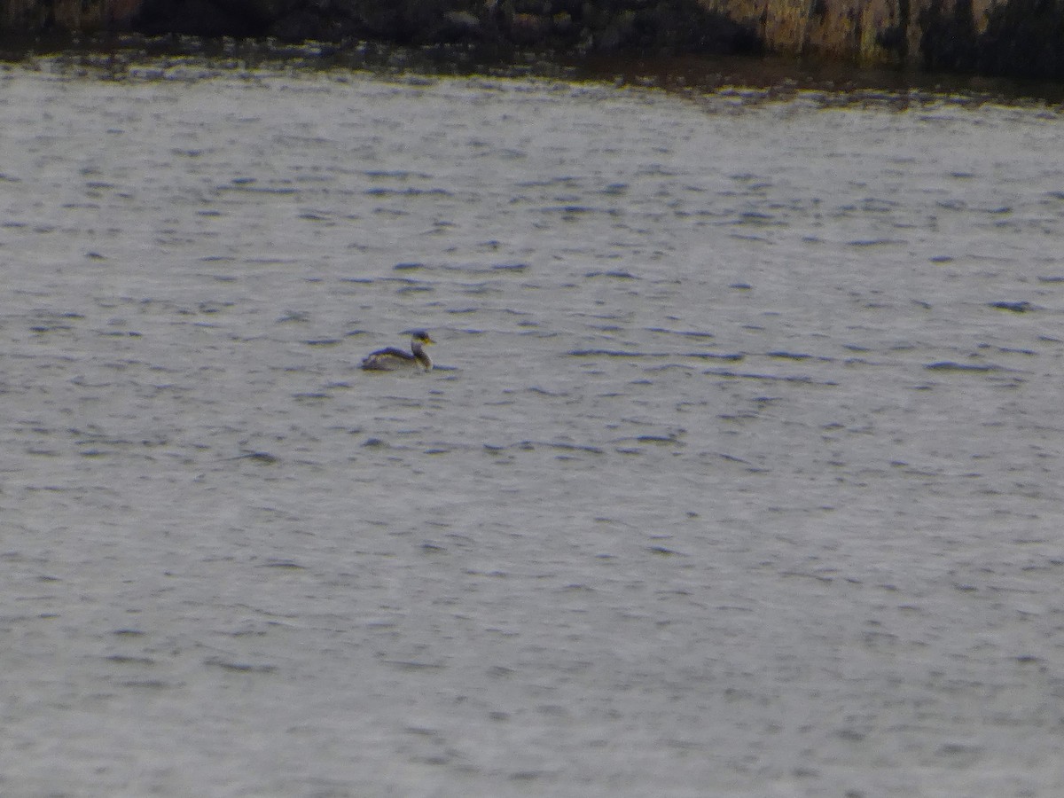 Пірникоза сірощока - ML646846694