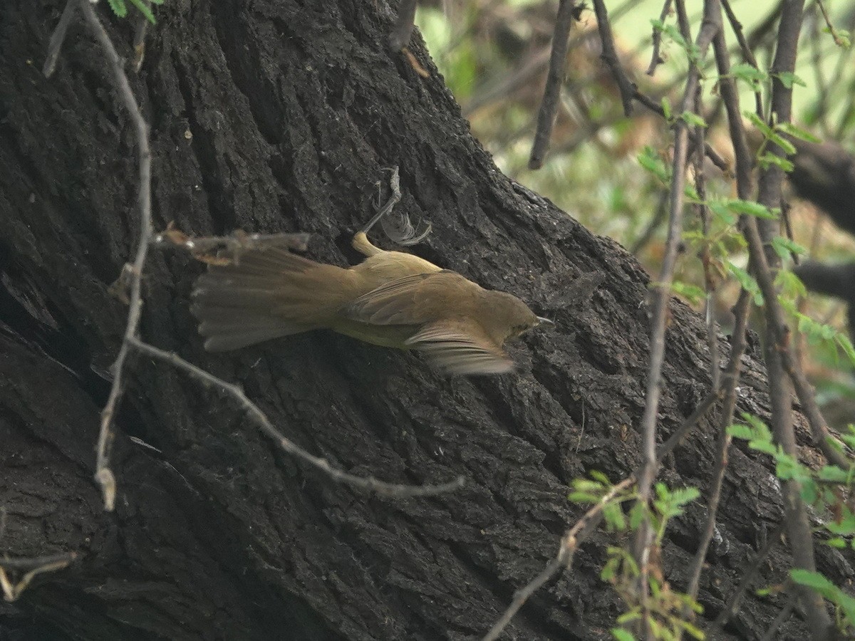 קנית אפריקנית - ML646846695