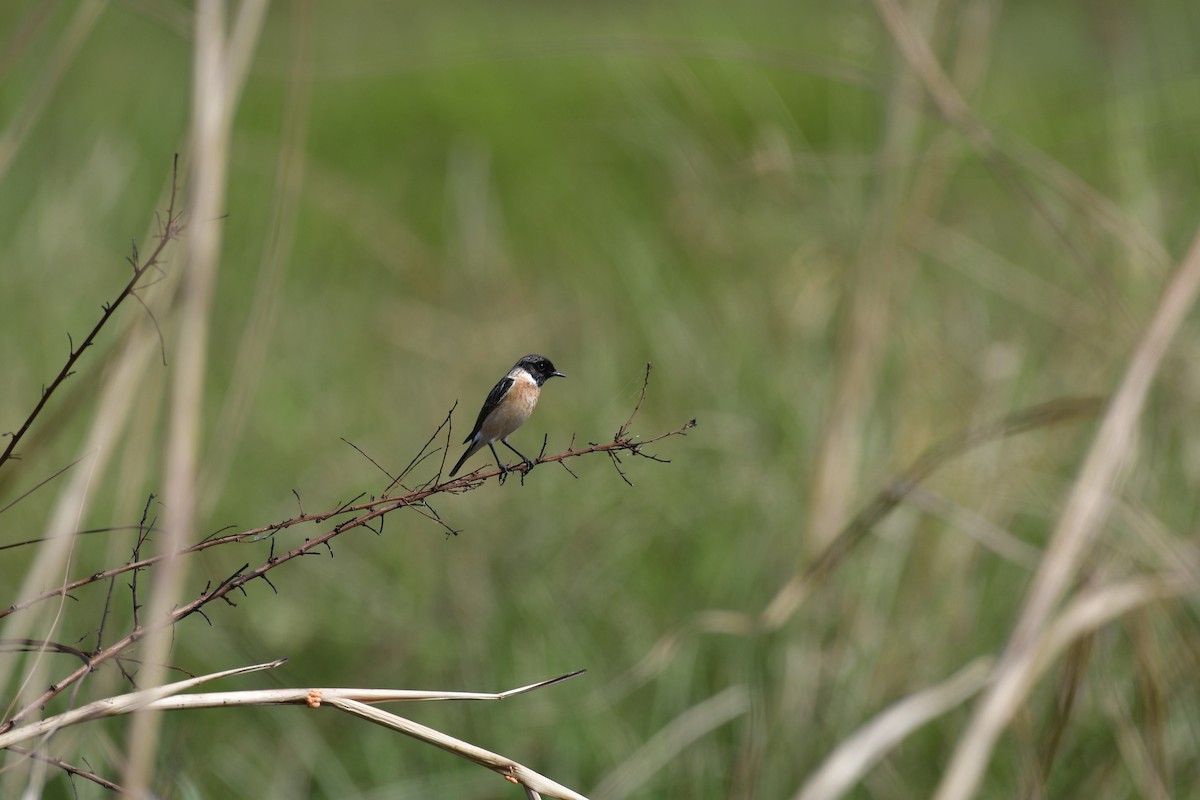 Siberian Stonechat - ML646846701