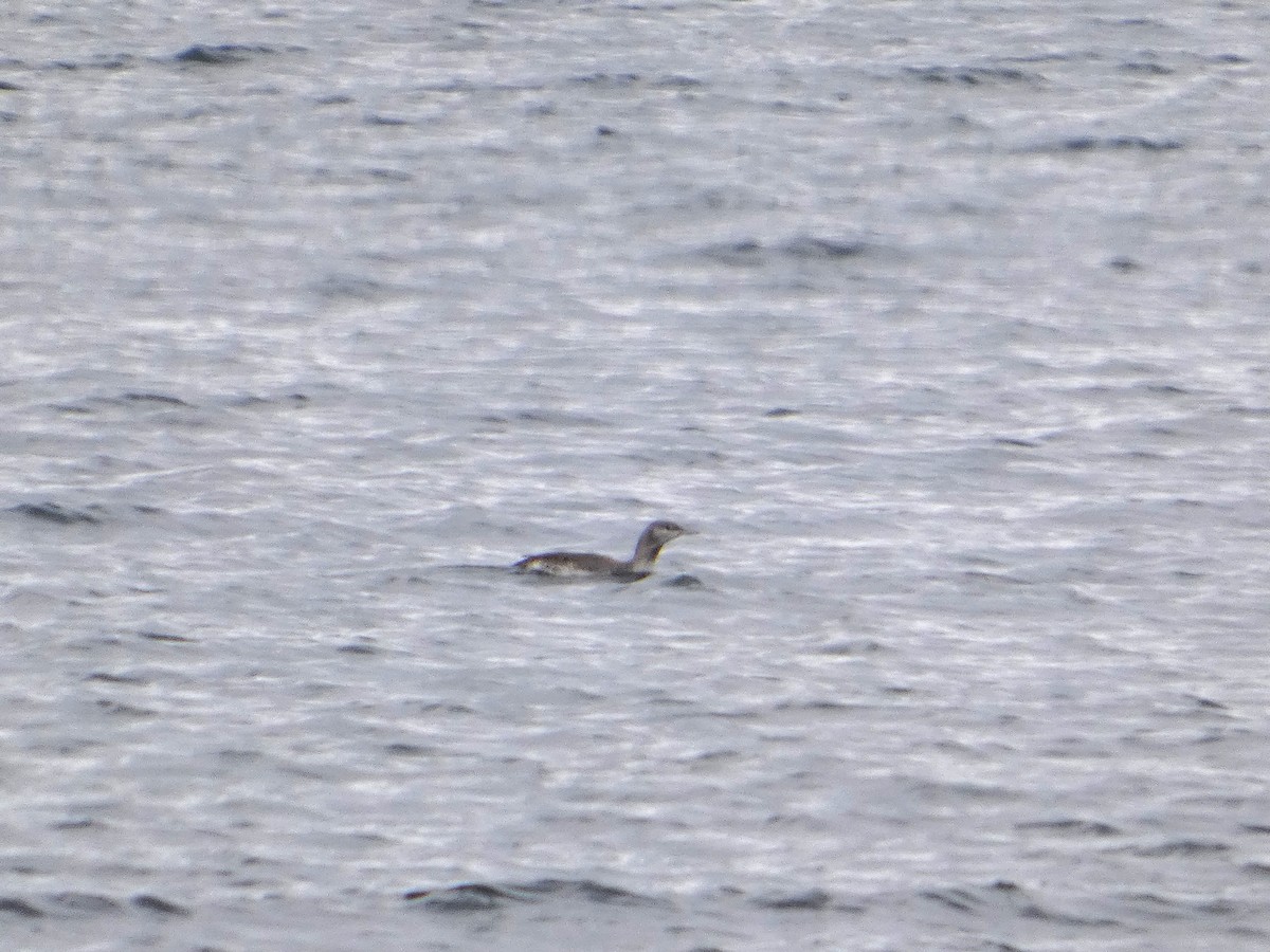 Гагара червоношия - ML646846702