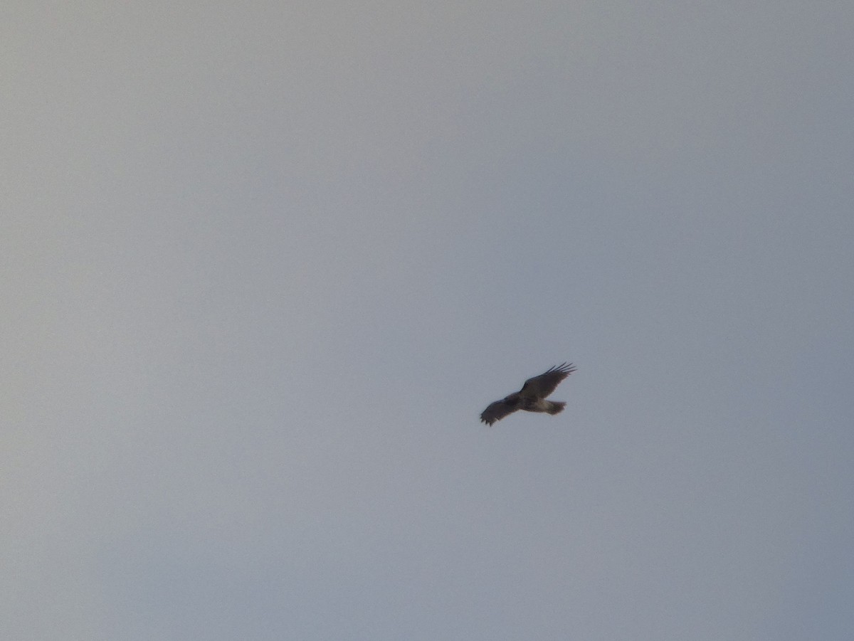 Red-tailed Hawk - ML646846705