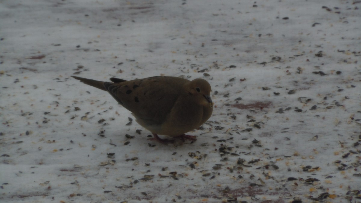 ナゲキバト - ML646846706