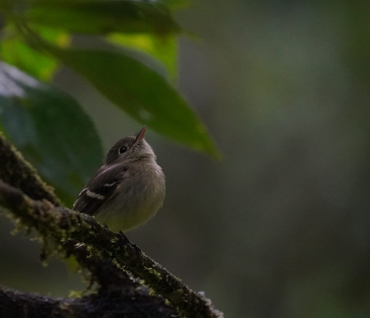 キバラメジロハエトリ - ML646846707