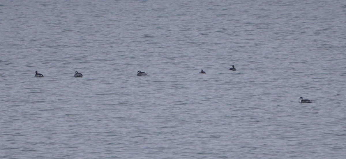 טבלן לבן-לחיים - ML646846713