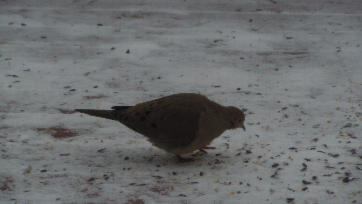 ナゲキバト - ML646846715