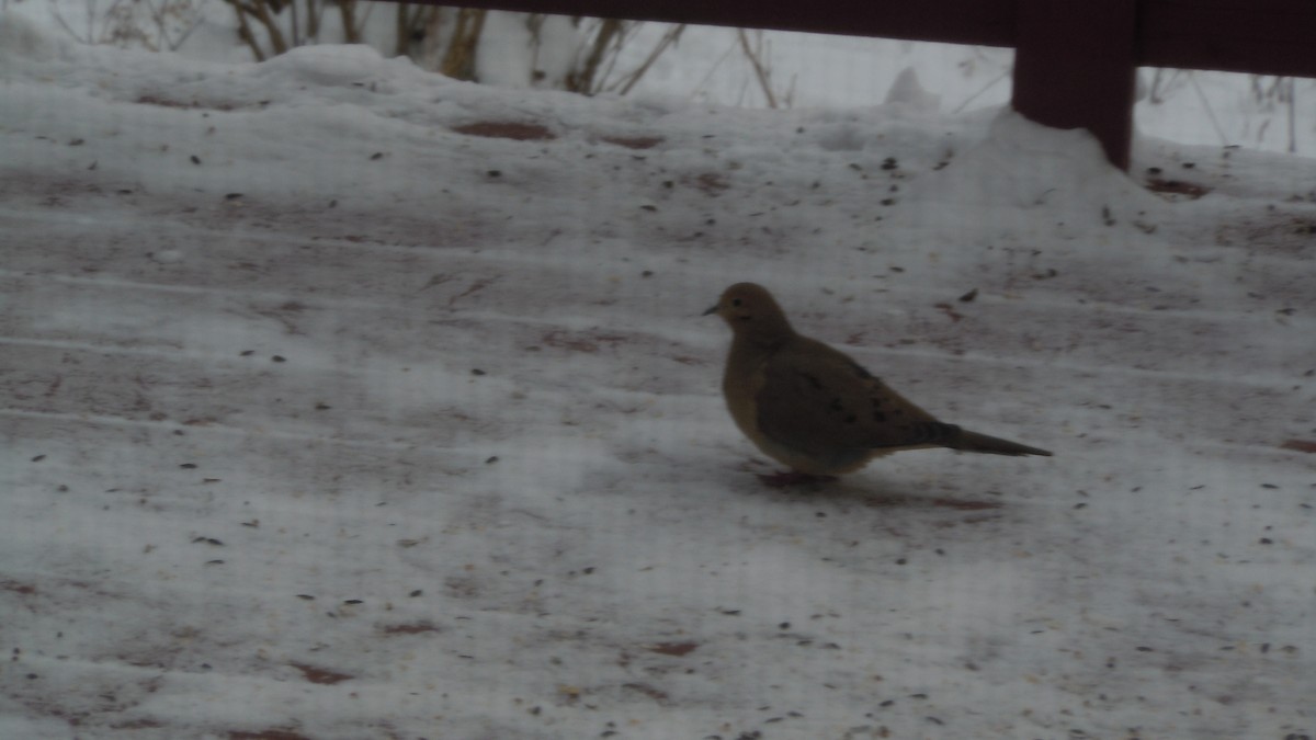 ナゲキバト - ML646846717