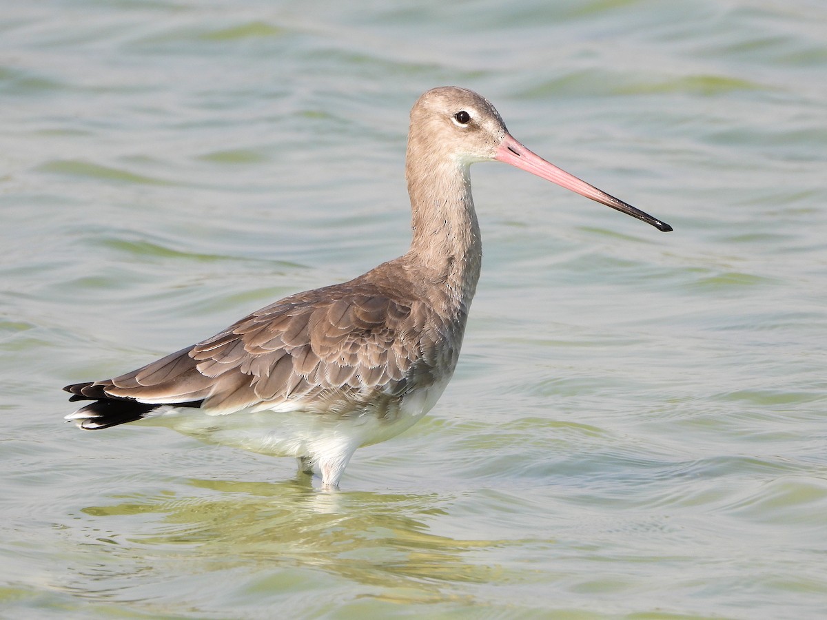 Black-tailed Godwit - ML646846718
