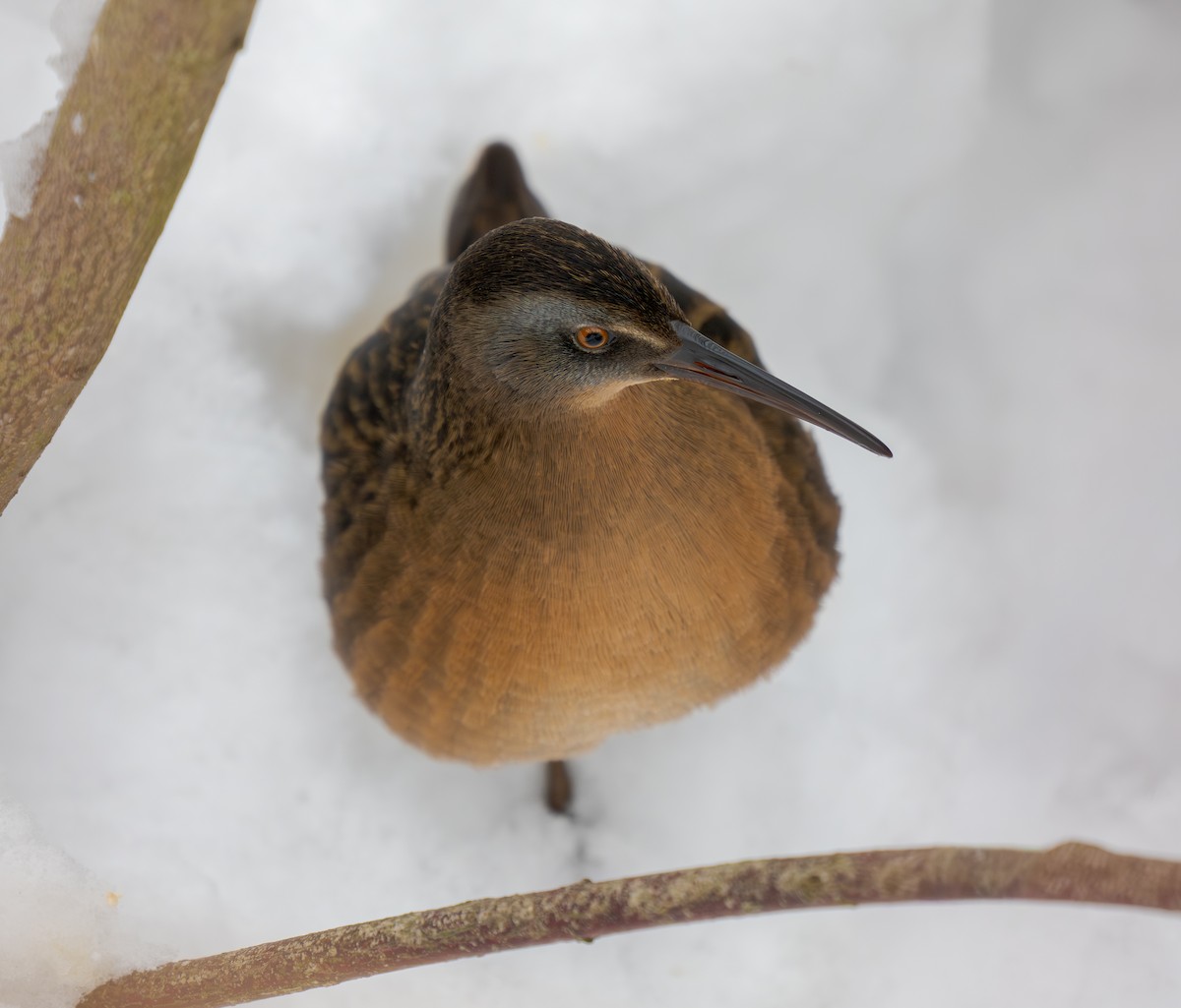 Virginia Rail - ML646846720
