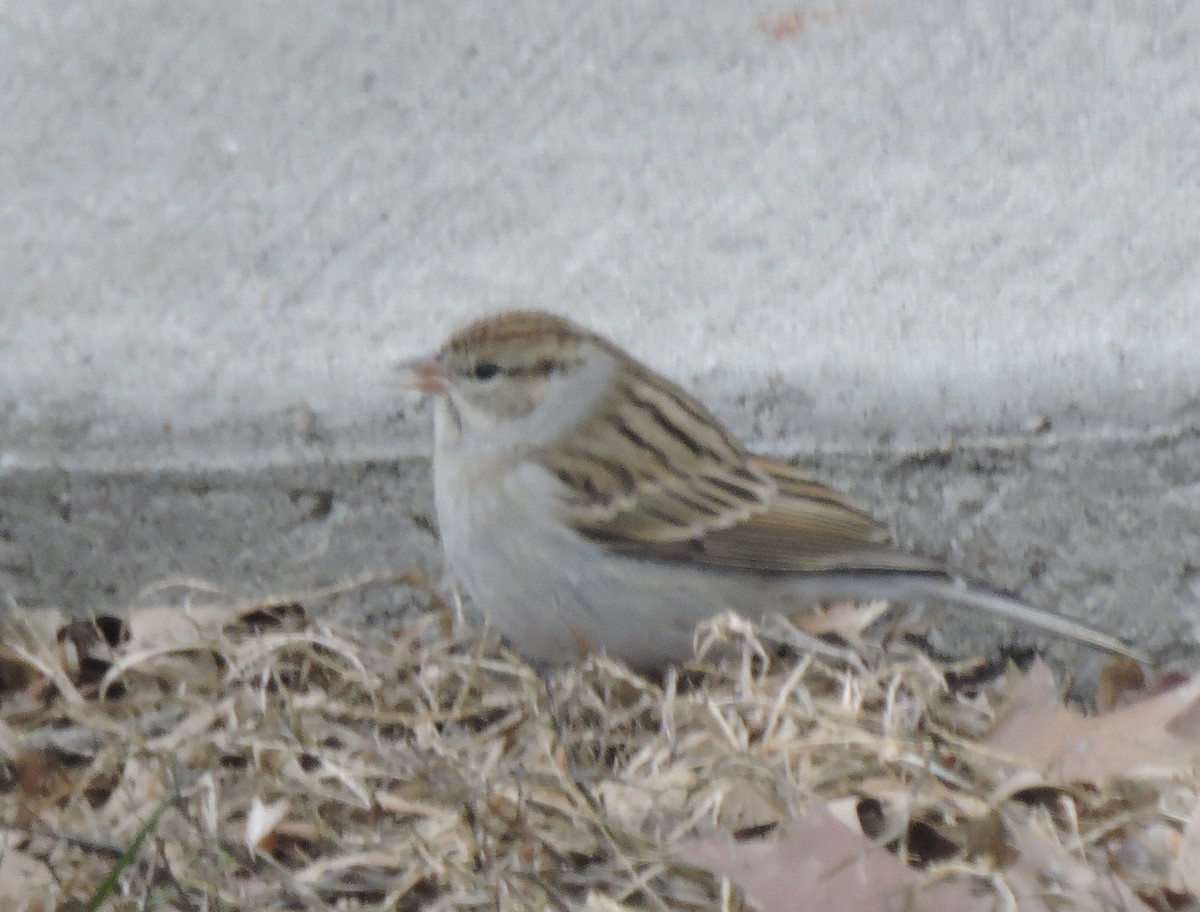 strnádka vrabcovitá - ML646846721