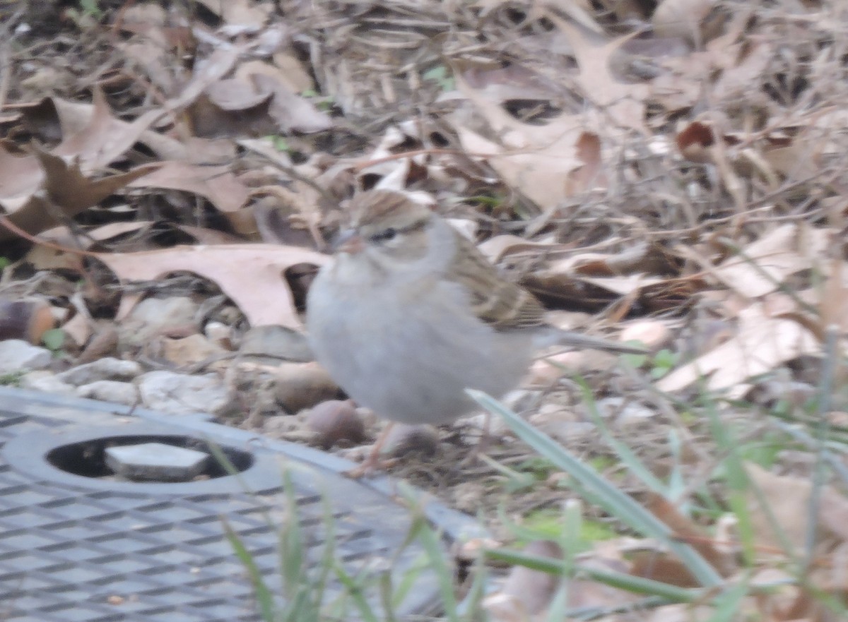 strnádka vrabcovitá - ML646846722