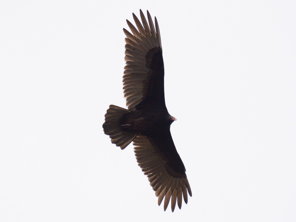 Turkey Vulture - ML646846729