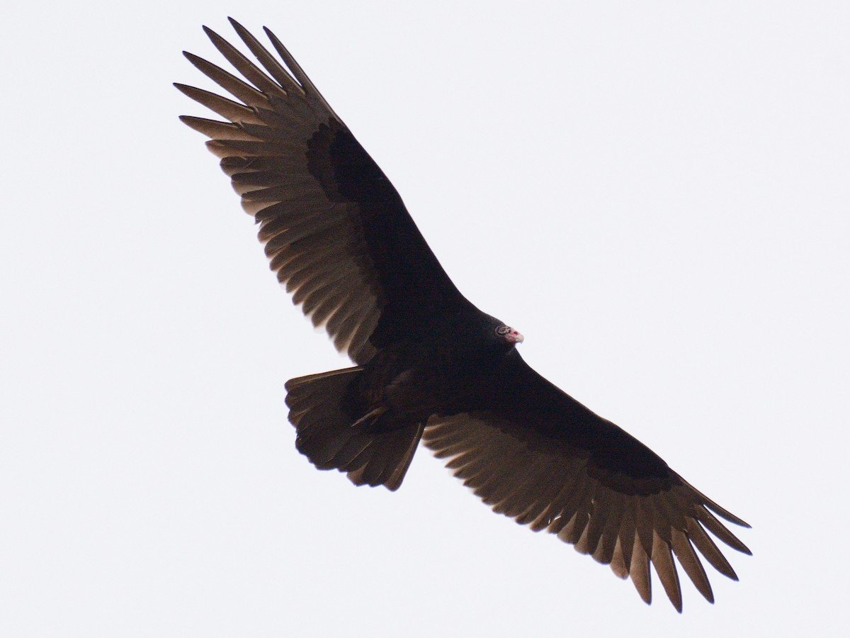 Turkey Vulture - ML646846730