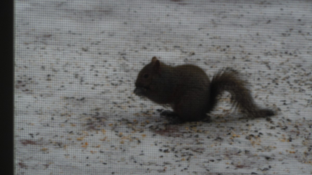 Eastern Gray Squirrel - ML646846731