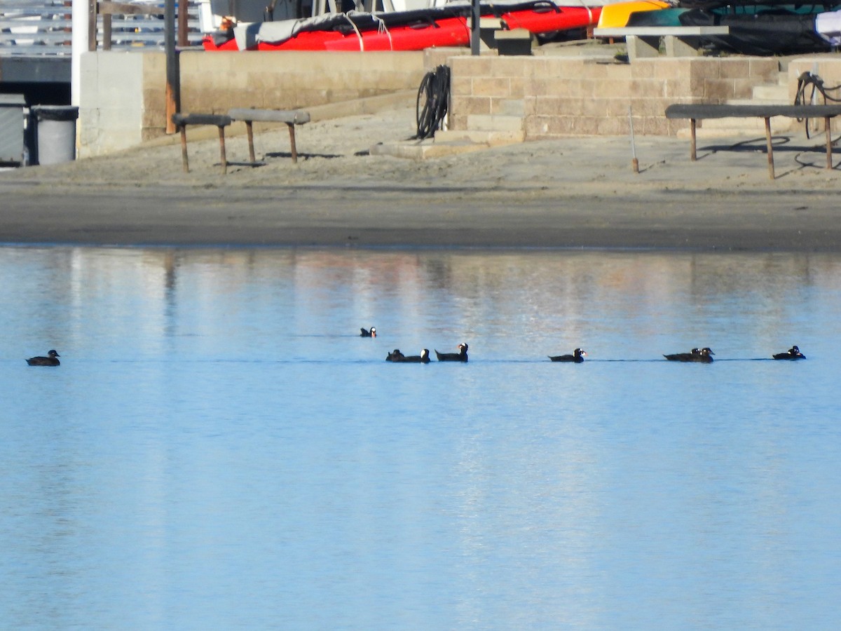 Ahatebeltz kopetazuria - ML646846734