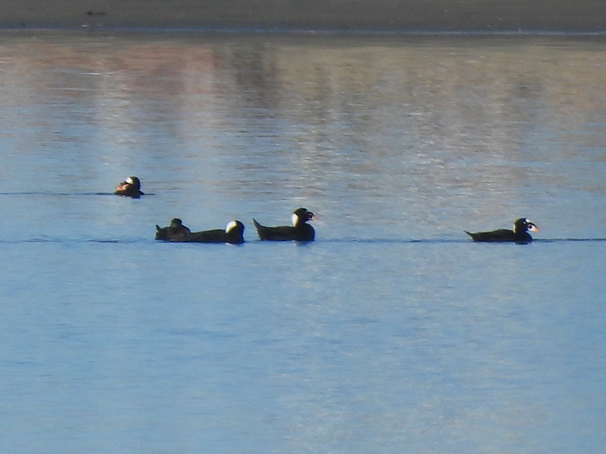 Ahatebeltz kopetazuria - ML646846737