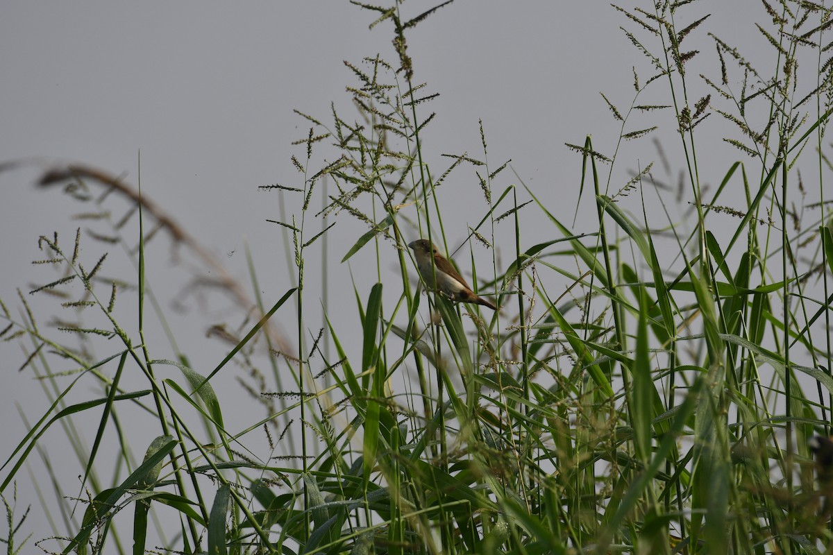 Tricolored Munia - ML646846740