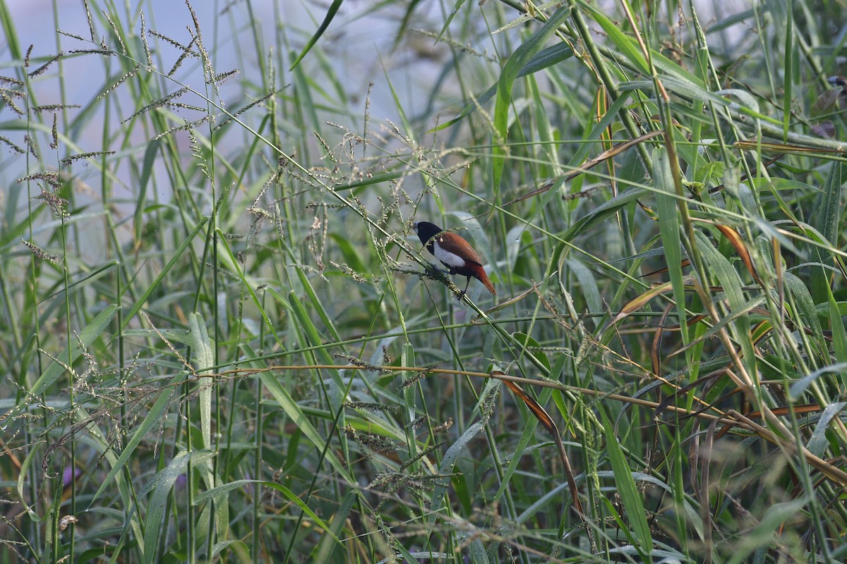 Tricolored Munia - ML646846741