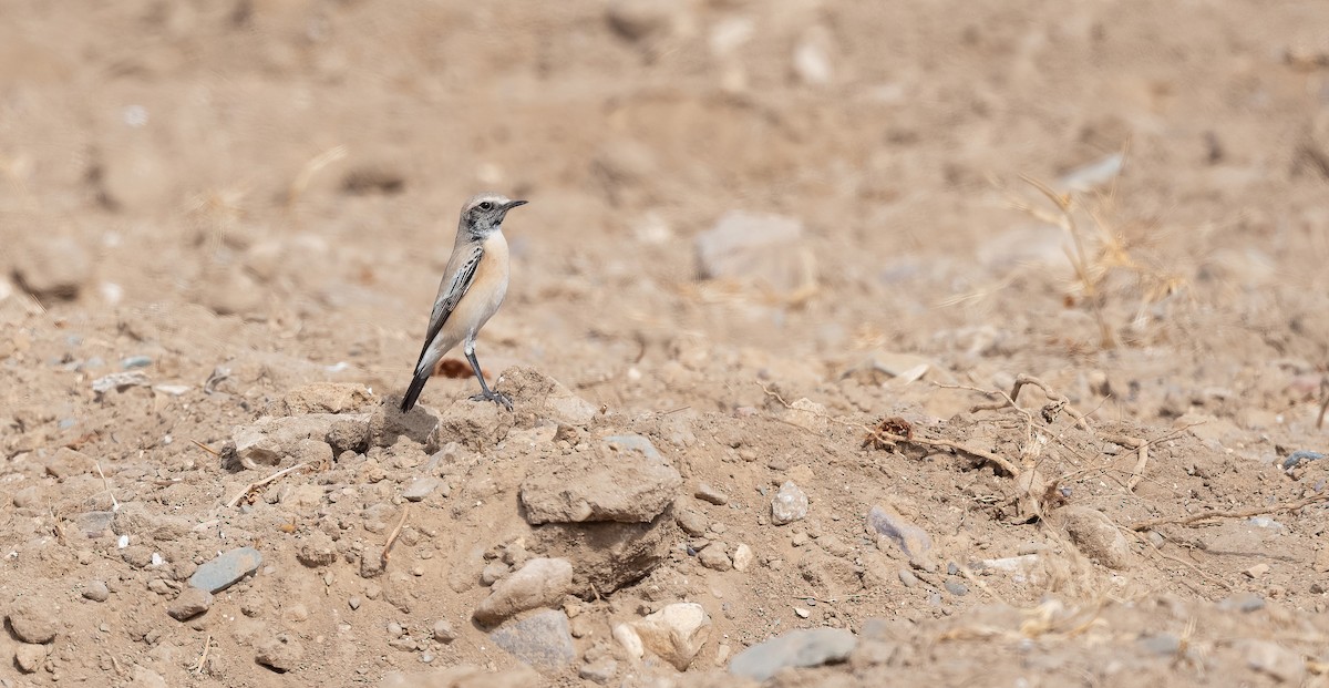 סלעית מדבר - ML646846743
