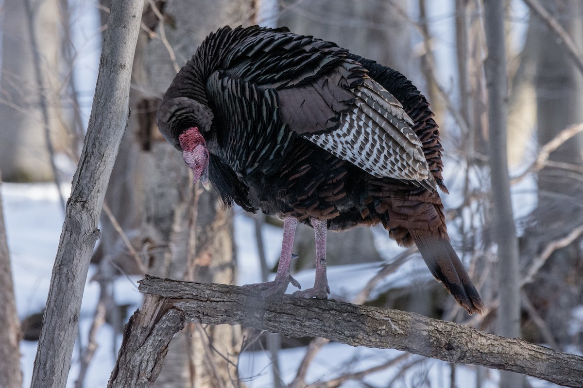 シチメンチョウ - ML646846745