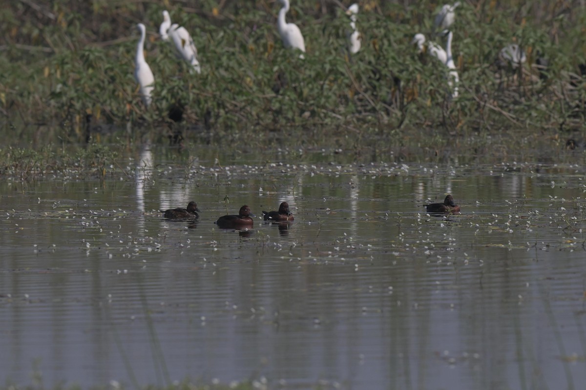 Ferruginous Duck - ML646846746