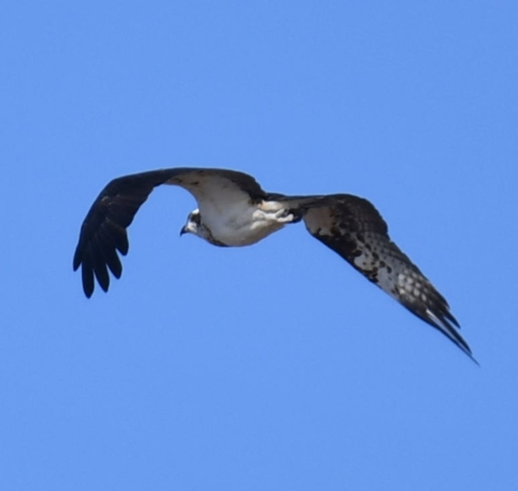 Osprey - ML646846753