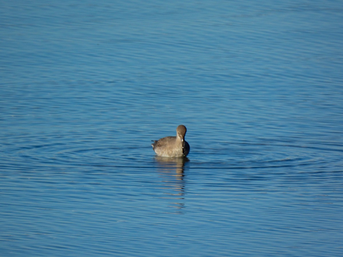 Kuliska erdipalmatua - ML646846754