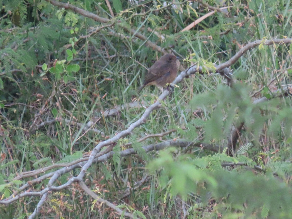 Pied Bushchat - ML646846756