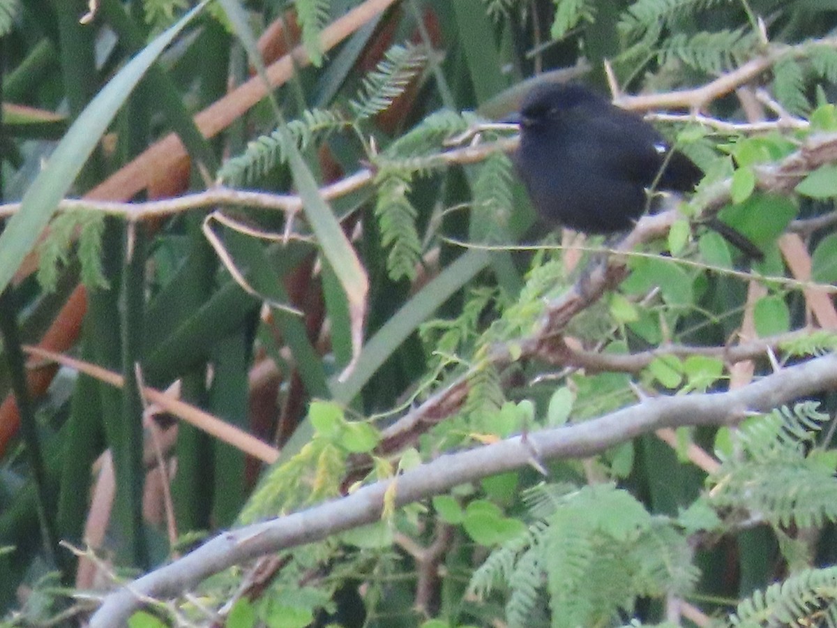 Pied Bushchat - ML646846757