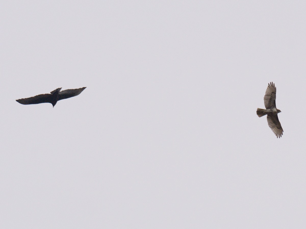 Red-tailed Hawk (borealis) - ML646846759