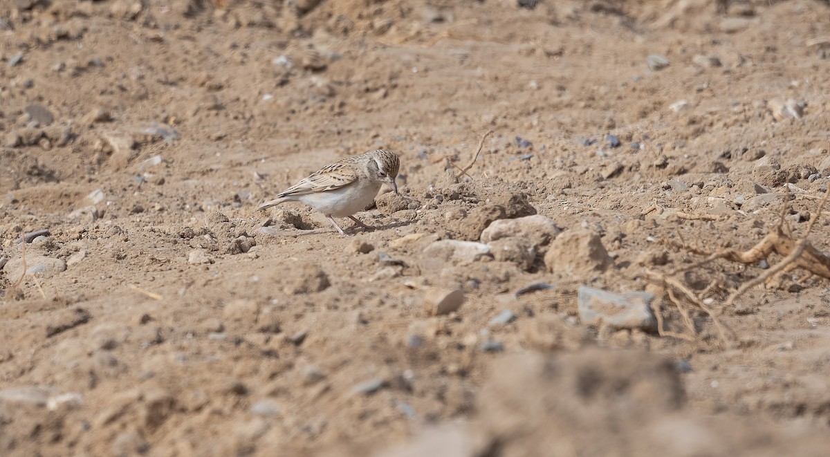 עפרונן קצר-אצבעות - ML646846760