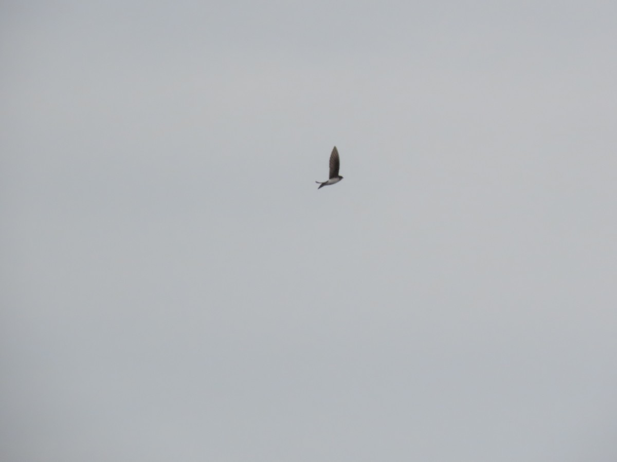 Tree Swallow - ML646846762