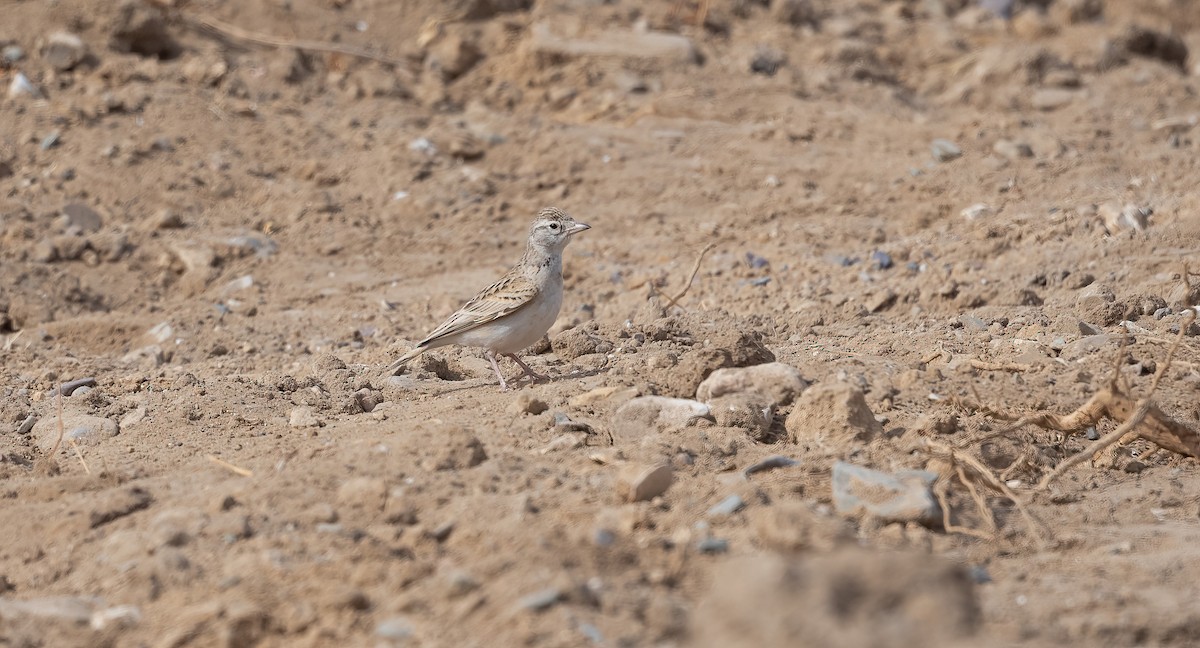 עפרונן קצר-אצבעות - ML646846763