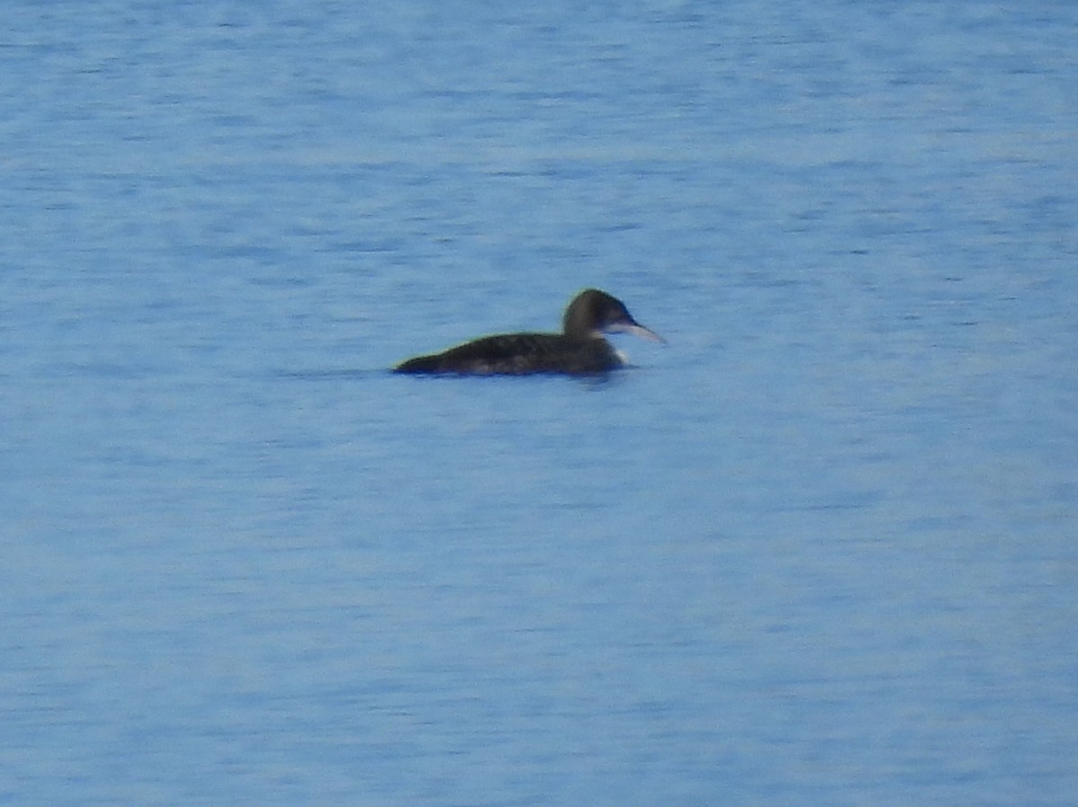 Aliota handia - ML646846765