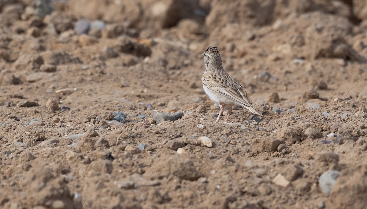 עפרונן קצר-אצבעות - ML646846767