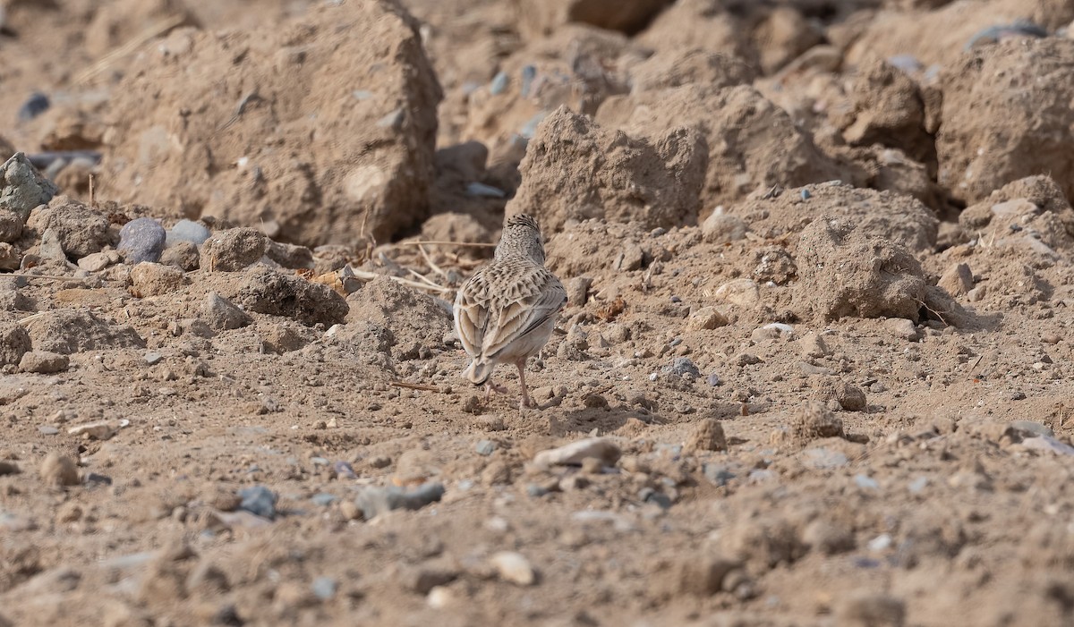 עפרונן קצר-אצבעות - ML646846769