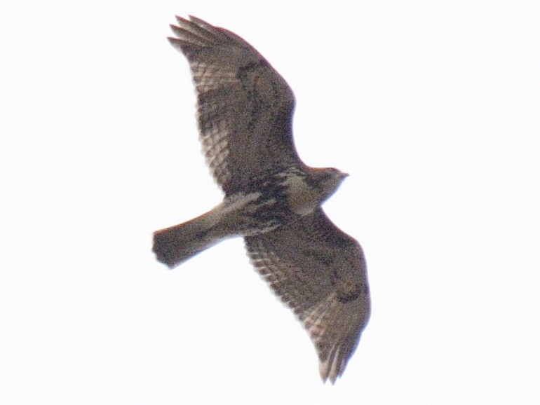 Red-tailed Hawk (borealis) - ML646846770