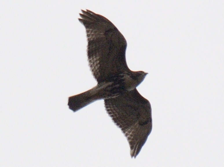 Red-tailed Hawk (borealis) - ML646846771