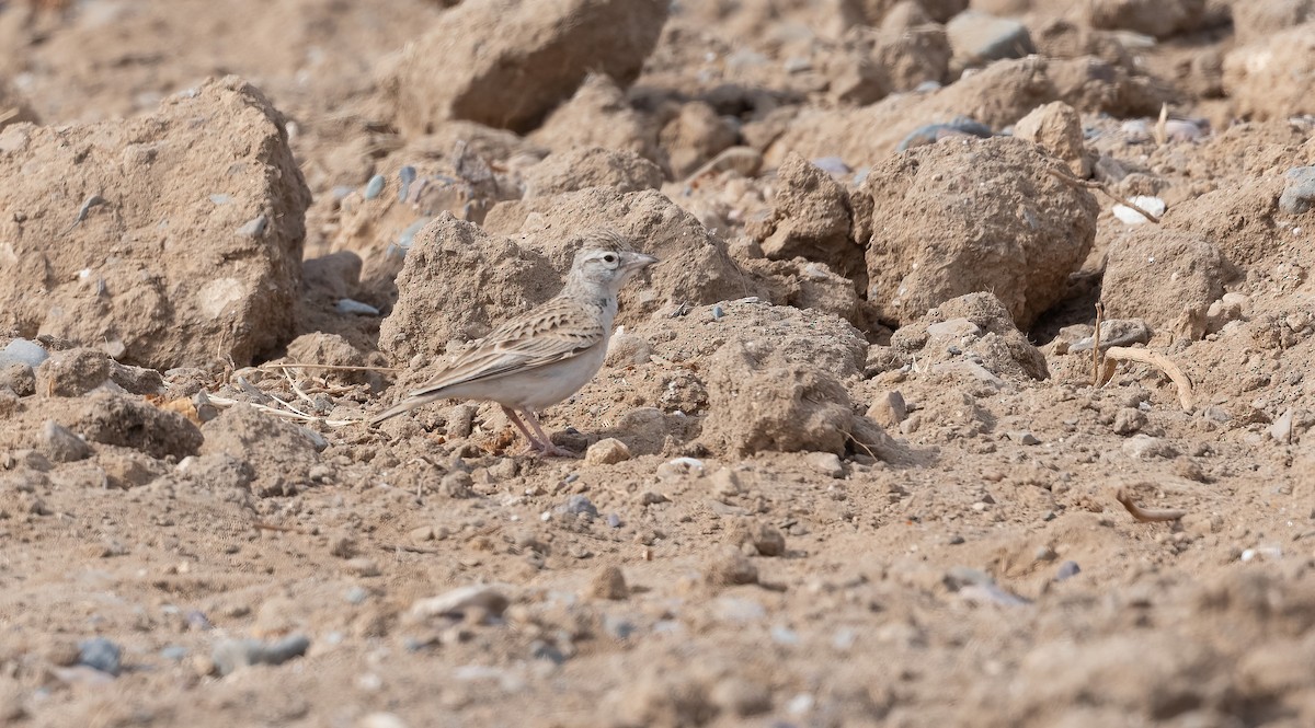 עפרונן קצר-אצבעות - ML646846772
