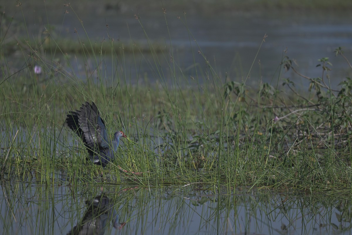 Gray-headed Swamphen - ML646846773
