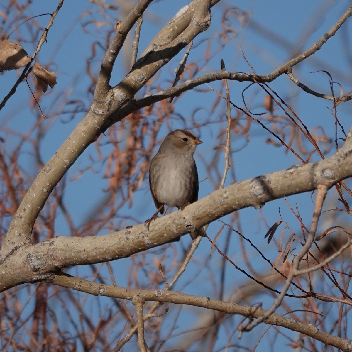 Porsuk Serçesi - ML646846774