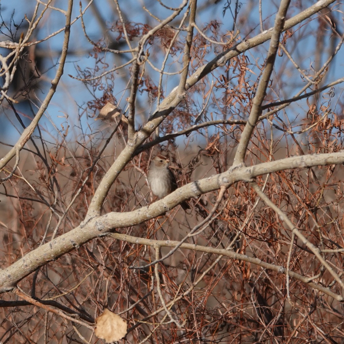 Porsuk Serçesi - ML646846775