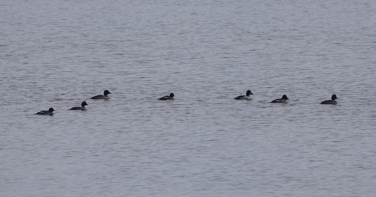 עבראש ירוק - ML646846776