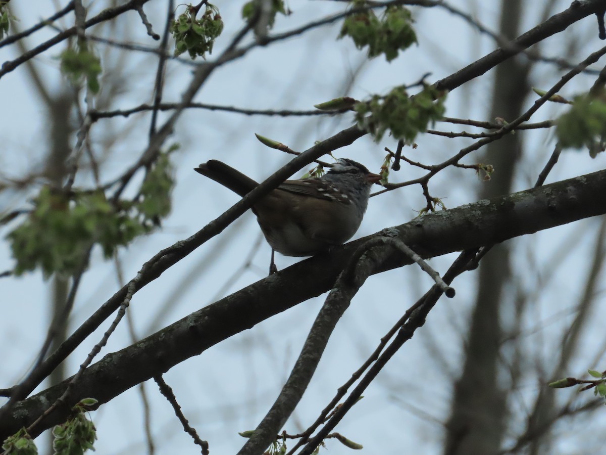 Porsuk Serçesi - ML646846777