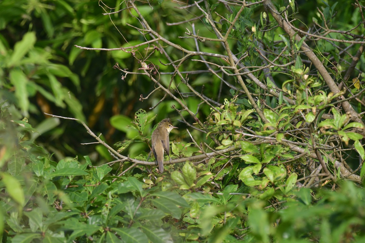 קנית אפריקנית - ML646846784