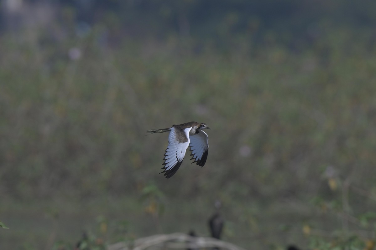 Jacana à longue queue - ML646846785
